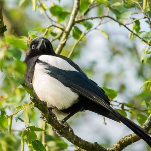 Redwell   June 2016   D3s (65 Of 297).jpg